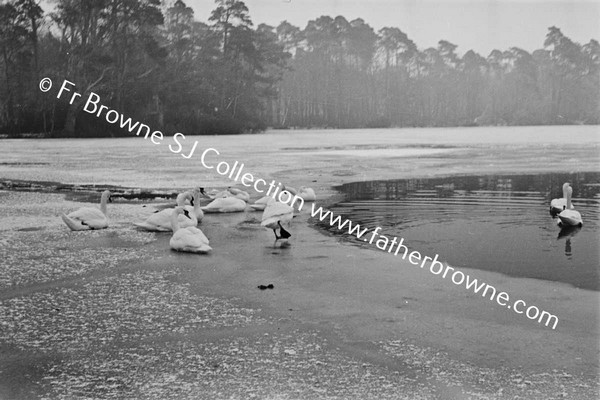 SWANS IN FROZEN POND / LAKE